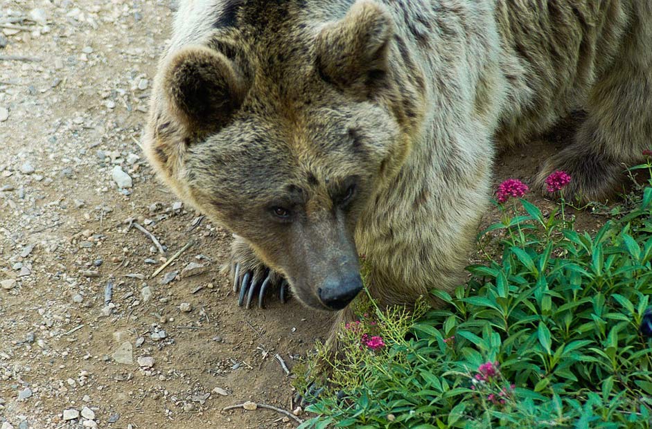 Brown-Bear Claw Bear Syria