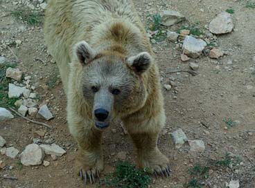 Syria Wild-Animal Claws Bear Picture