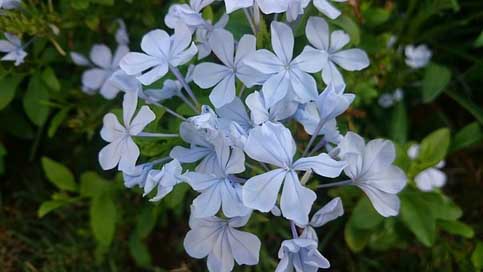 Damascus-Syria  Beauty Flower Picture