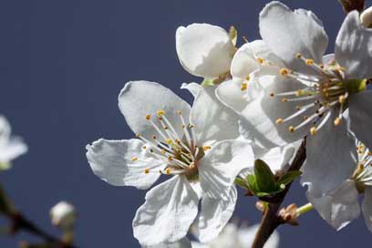 Flowers Prunus-Domestica-Subsp-Syria Mirabelle White Picture