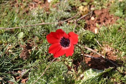 Poppy Altheimat Damascus Syria Picture