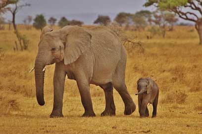 Elephant-Babies   Elephant-Family Picture
