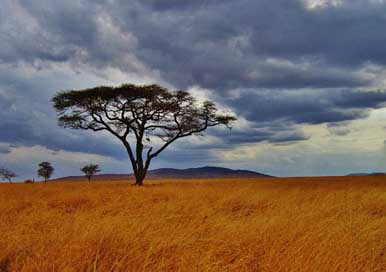 Acacia-Tree Serengeti Safari Tanzania Picture