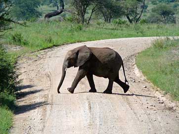Elephant Tanzania Africa Path Picture