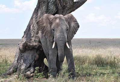 Elephant Tanzania Africa Serengeti Picture