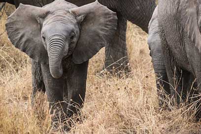 Elephants Serengeti Africa Safari Picture