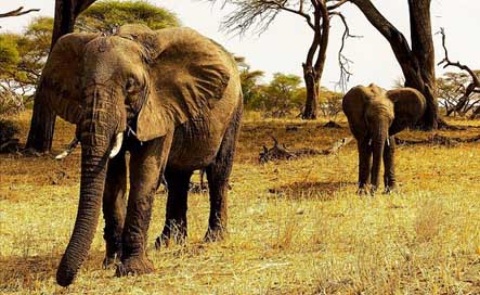 Africa Nature Elephants Tanzania Picture