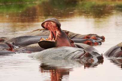 Safari Animal-World Africa Hippo Picture