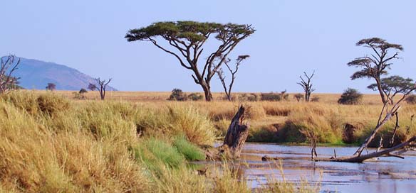 Tanzania Safari Serengeti Africa Picture