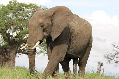 Africa Elephant Trangire Tanzania Picture