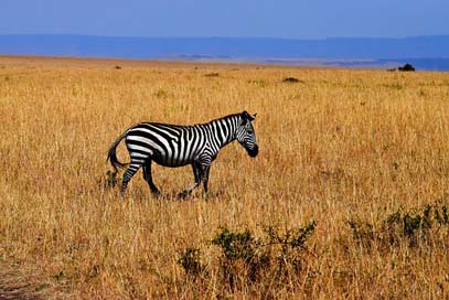 Zebra Tanzania Africa Wildlife Picture