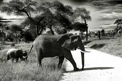 Elephant Wilderness Animal Baby-Elephant Picture