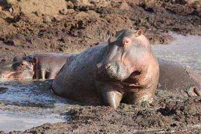 Hippo Africa Animal Hippopotamus Picture