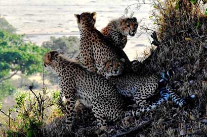 Cheetah Tanzania Animals Family Picture