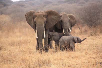 Tanzania  Elephant Animals Picture