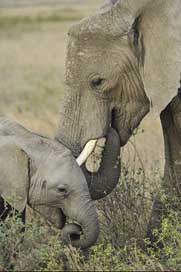 Elephant Graze Baby Mother Picture