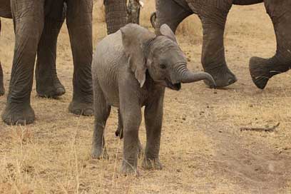 Baby-Elephant Wild-Elephant Tanzania Elephant Picture