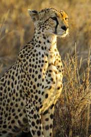 Cheetah Watching Big-Cat Sitting Picture