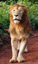 Lion Wildcat Cat-Of-Prey Big-Cat Picture