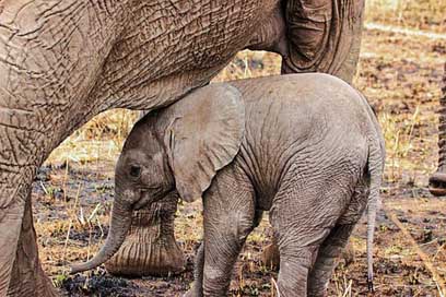 Elephant Animal Close-Up Safari Picture