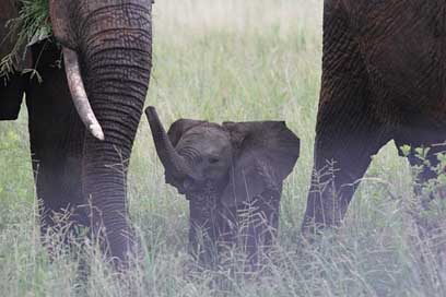 Baby-Elephant Elephant Elefentankind Elephant-Family Picture