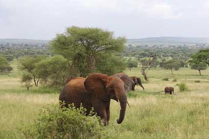 Elephant Tarangire Tanzania Africa Picture