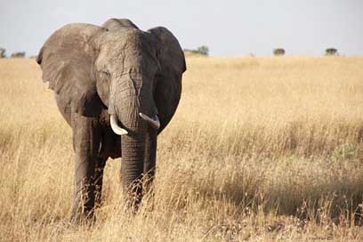Elephant Serengeti Tanzania Africa Picture