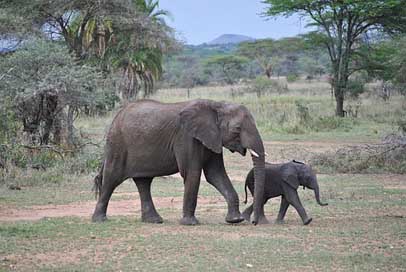 Elephant Serengeti Tanzania Baby Picture