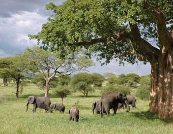 Elephant Safari Tanzania Elephants Picture