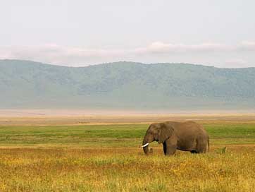 Elephant Africa Landscape Tanzania Picture