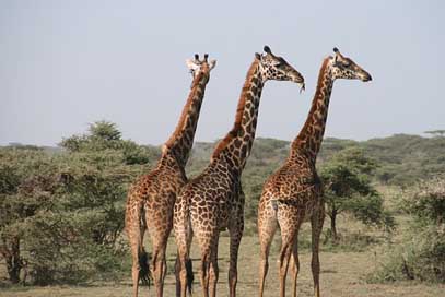 Giraffe Wild Tanzania Africa Picture
