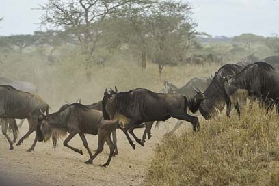 Wildebeests Wild Gnus Herd Picture