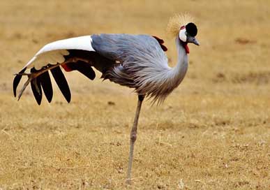 Gray-Crowned-Crane  Tanzania Africa Picture