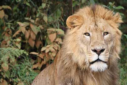 Lion Wild Africa Tanzania Picture