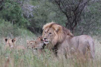 Lion Tarangire Tanzania Africa Picture