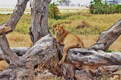 Lion Serengeti Safari Tanzania Picture