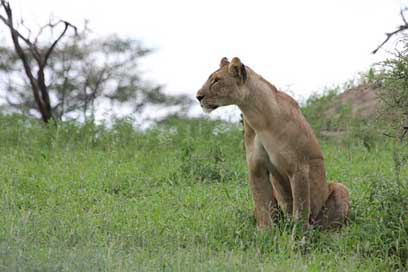 Lioness Tarangire Tanzania Africa Picture