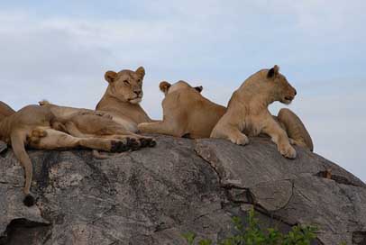 Lions Africa Tanzania Serengeti Picture