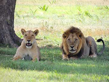 Lions Female-Lions Male Animal Picture