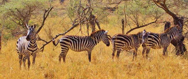 Zebra Zebras Mammal Animal Picture