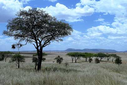 Nature Serengeti Tanzania Africa Picture
