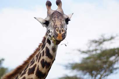 Giraffe Head Neck Eating-Giraffe Picture