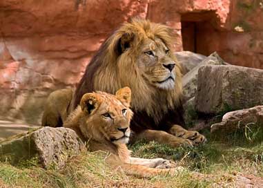 Lion Zoo Predator Wildlife Picture