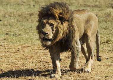 Lion Big-Cat Predator Wild Picture
