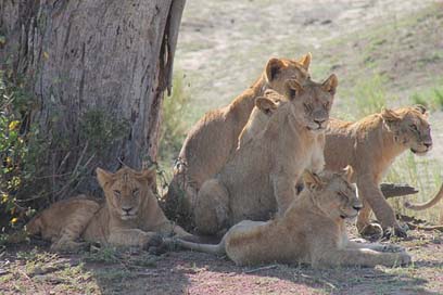 Tanzania  Savannah Pride-Of-Lions Picture