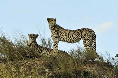 Cheetahs Wildlife Resting Watching Picture