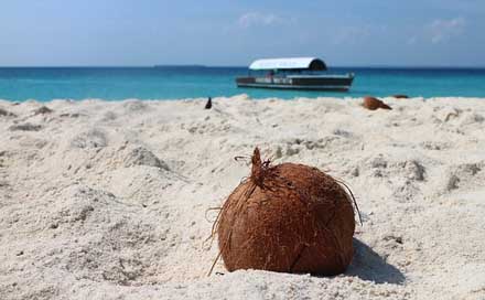 Coconut Sand-Beach Sand Beach Picture