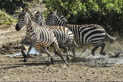 Zebra Water-Hole Savannah Running Picture