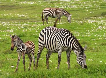 Baby-Zebra Tanzania Serengeti Safari Picture