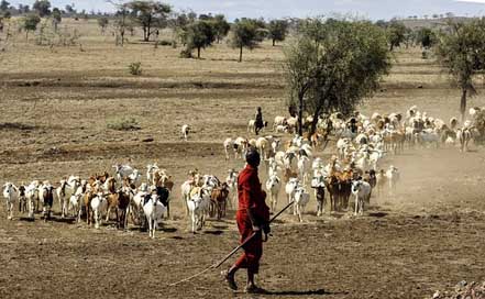 Maasai-Herdsman Tribe Serengeti Goats Picture